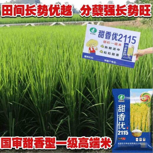New species Tianxiangyou 2115 Zhuangxiangyou 1205 hybrid high-yield rice seed strong aroma type first-grade rice long-grain fragrant rice New date New species Tianxiangyou 2115 original x1 bag Total 1Jin Jin equals 0.5kg