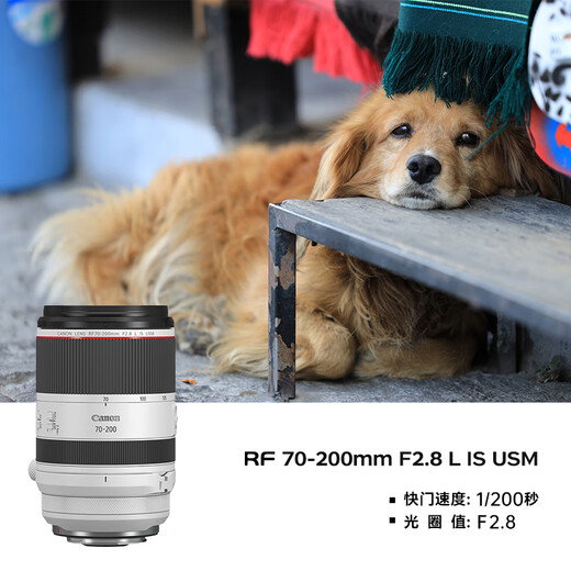 Canon r5 professional micro single camera bird shooting equipment digital camera eos r5 full frame Vlog camera 8K video shooting R5 body disassembled + RF70-200 F2.8 lens Package three [original shoulder bag + external photo fill light + professional photography tripod]