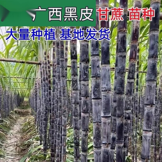 Guangxi authentic black-skinned sugarcane seedlings seedlings sugarcane seeds wholesale potted plants can be planted crispy and sweet, can be planted in the north and south, black-skinned 500 pieces, Guangxi sugarcane seedling heads