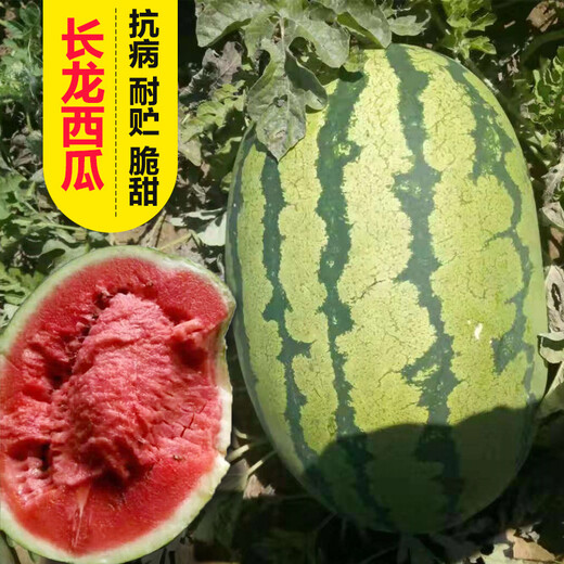 Changgong 8424 Watermelon Seed Sweet King Extra Large Kirin Melon Seedless Lazy Man Watermelon Seasonal Fruit Seed Vegetable Seed Lin Feng Changlong Watermelon 100g Original 900 Capsules