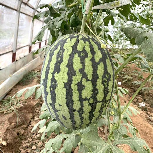Zhongke Maohua melon and fruit seeds Jinmei 4K watermelon seeds with flower skin, red flesh, oval skin, thin toughness, resistant to storage and transportation, easy to make fruit Jinmei 4K-100 capsules