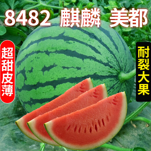 Meidu 8482 Kirin Watermelon Seed Collection Lazy Man Sweet King Seedless High Yield Balcony Small Southern Vegetable Seed Lazy Man 8424 Watermelon About 35 Pieces Original Activity