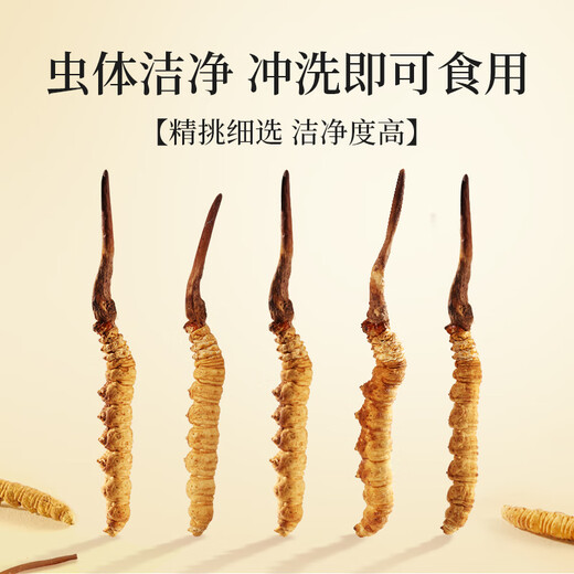Sejila Cordyceps Cordyceps Cordyceps Ausgewählte Cordyceps 4 Wurzeln/G 1 Gramm Pack für Eltern und Älteste Tonic Nutrition Geschenkbox