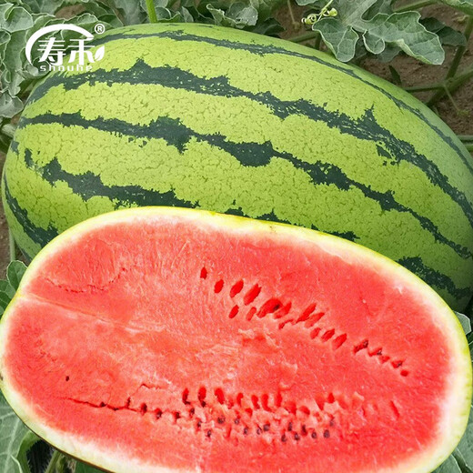 Shouhe Lazy Man Watermelon Seed Lazy Man King Melon Extra Large Spring No Pruning Lazy Man Fruit Seedling Southern Sweet Qishan Sweet No. 8 Lazy Man Watermelon Seed 50 capsules 3