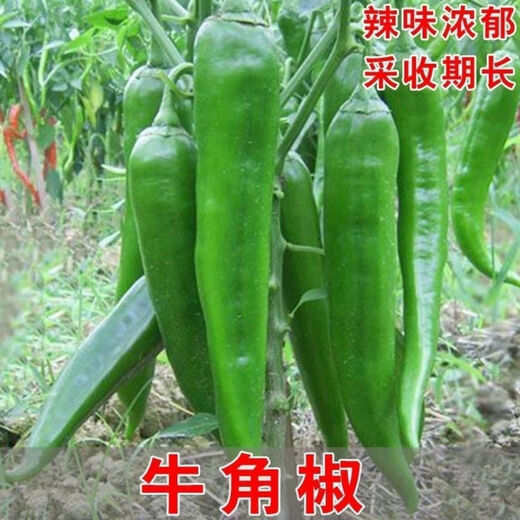 Large-fruited horn pepper seeds for field planting vegetable seeds in spring and autumn, high yield and early maturing pepper seeds, garden vegetable seeds, horn pepper seeds, about 800 seeds, 2 packs