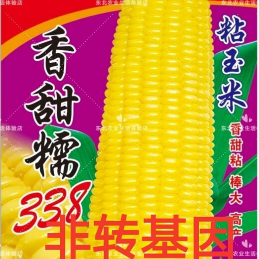 Waxy corn seeds Northeast old variety yellow sticky corn seeds - Kennian No. 1 sweet and soft waxy grains with large skin and thin skin sweet and glutinous 338 original factory original 100 grams
