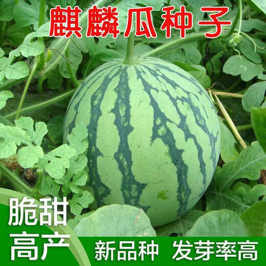 8424 Kirin small-seeded watermelon seeds, extra large giant sweet king, southern four-season vegetable and fruit seeds, rock sugar Kirin 8424 watermelon seeds, original unpacking, about 3 seeds, more expensive