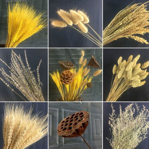 AIMAN natural wheat ears dried flower bouquet for new store opening barley gift living room pastoral decoration photography props 50 golden wheat ears