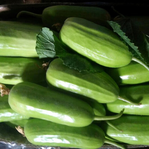 Zhongke Maohua Fruit and Vegetable Seeds Maohua Eight-Edge Crispy Vegetable Melon Seeds Edgeless Green Vegetable Melon Seeds Low sugar type Crisp and juicy Fresh cantaloupe can be eaten cold Early maturity and high yield Fragrant crispy treasure 10g/bag