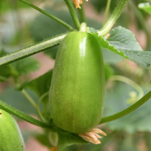 Zhongke Maohua Fruit and Vegetable Seeds Maohua Eight-Edge Crispy Vegetable Melon Seeds Edgeless Green Vegetable Melon Seeds Low sugar type Crisp and juicy Fresh cantaloupe can be eaten cold Early maturity and high yield Fragrant crispy treasure 10g/bag