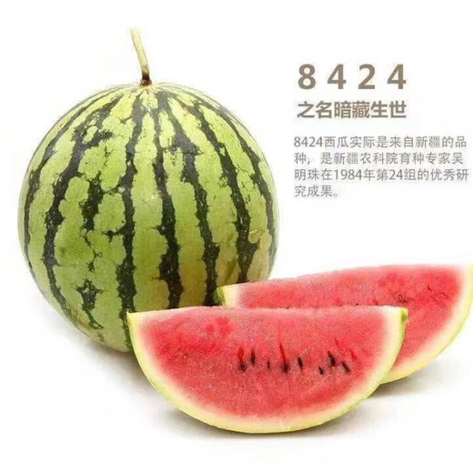 8424 Authentic Grafted Seedlings with Soil and Seedless Midu Kirin Early Mature Seedlings Watermelon Seedlings Xinong No. 8 Watermelon Seedlings Buy 10+10 Real Hair 20 Plants + Fertilizer