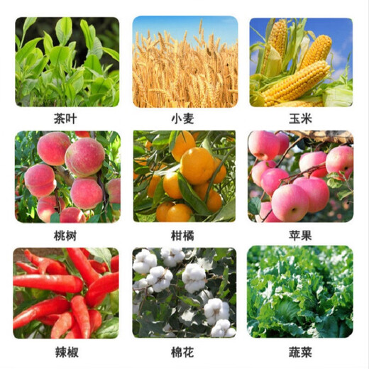 Yongguan 30% pyraclostrobin citrus orchard canker disease black leaf brown spot green certified pesticide fungicide