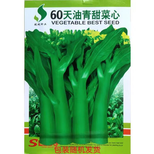 60-day oily green beetroot seeds, early maturing and high temperature resistant, spring and autumn four-season super beet moss seeds, farm vegetable seeds, 60-day oily green beetroot seeds, original packaging 2 packs