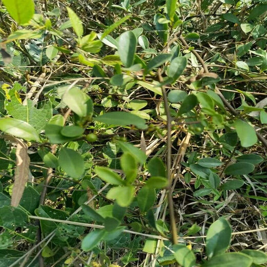 Sour Vine Seeds, also known as Sour Vine Climbing Shrubs, Perennial Vine Trees, Wild Fruit Seeds, Sour Vine Seeds 100 Tablets + Fertilizer