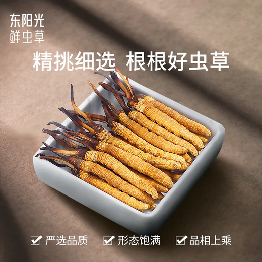 东阳光冬虫夏草2-3根/g50g约125根滋补礼盒冬虫草营养品补品送长辈老人