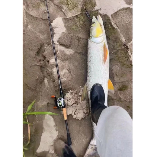 Luya Fan Bugilure Luya Rod 25 Pferd Lanze Wettbewerb Super schnell Ton GT Mandarin Fisch Schwarze Grube Barsch 25 Modelle GT -Wettbewerb Waffe zwei Abschnitte C682m+