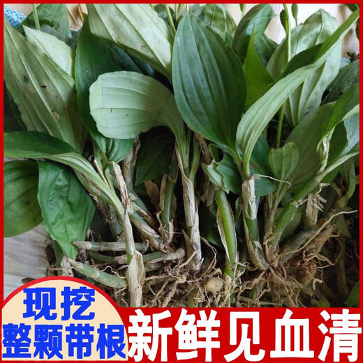 Fresh Jianxue herbal Chinese herbal medicine Jianxueqing Chinese herbal medicine sheep ear garlic good site wholesale seedlings potted plants fresh 4Jin Jin equal to 0.5kg simple packaging