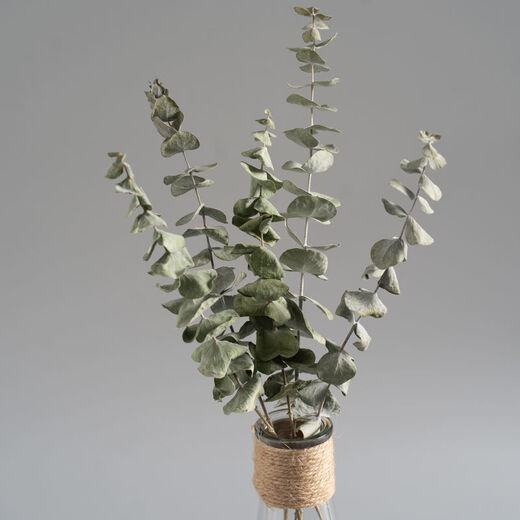 AIMAN Yunnan dried flower bouquet Nordic style home furnishings Eucalyptus cotton diy living room room decoration 5 eucalyptus leaves