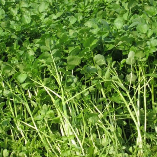 Qiuying Four Seasons Guangdong Watercress Seeds Field Planting Wild Aquatic Balcony Easy to Plant Live Vegetable Seeds Watercress Seeds Watercress Seeds 1000 (2 Packs) Home Planting