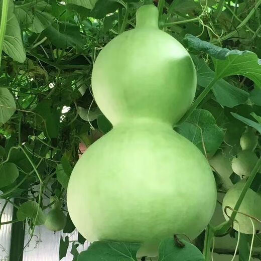 Treasure gourd seeds edible vegetable gourd vegetable seeds spring planting large gourd seeds flower seeds easy to grow in spring treasure gourd seeds - new species of the season original pack of about 11 seeds -