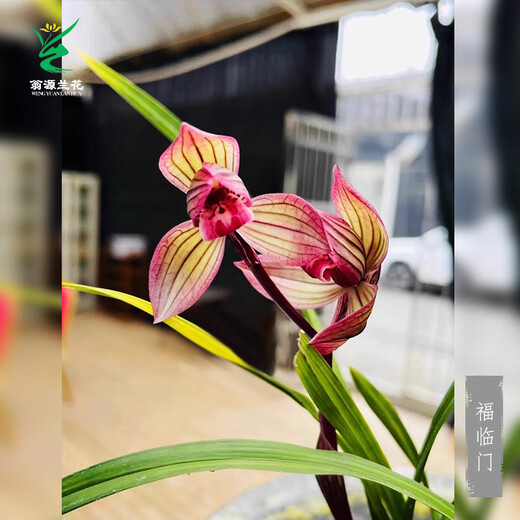 Wengyuan Orchid Lotus Petal Orchid Fulinmen Thin-Leaf Red Orchid Potted Fragrant Orchid Fulinmen 1 Seedling Extra Strong Seedling Simple Pot Soil