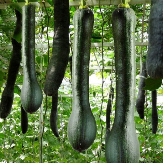 Pumpkin King Seeds Super Sweet Big Hanging Melon Black Wolf Long Pumpkin Stable Yield of Vegetables Four Seasons Spring Garden Vegetable Seeds Pumpkin King Seeds Original 2 Packs About 50 Tablets