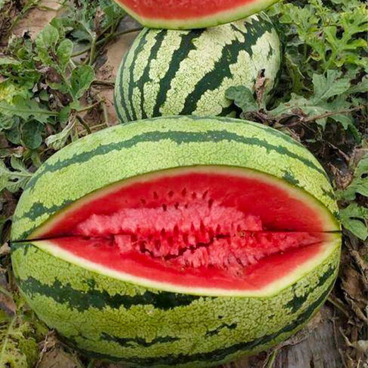 Dayu lazy man watermelon seed seedlings are extra large and suitable for early-maturing lazy people in the south 8424 Kirin melon Meidu seedless fruits and vegetables Xinong No. 8 watermelon seeds 50g about 500 grains