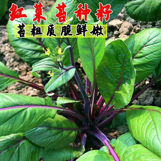 (Red cabbage moss seeds) Red cabbage heart, seaweed, rapeseed core seeds, easy to grow potted farm vegetable seeds in four seasons, red cabbage moss seeds, simple packaging 1 0 capsules (trial planting) no Song Song