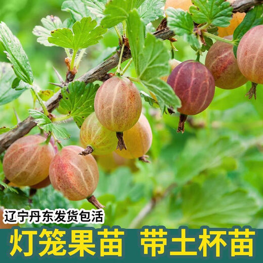 Northeast red currant fruit saplings, potted lantern fruit seedlings, north and south planting, large fruit platform planting, fruit seedlings, gooseberry, 3-year seedlings (cup seedlings with soil are good for survival) 10 trees