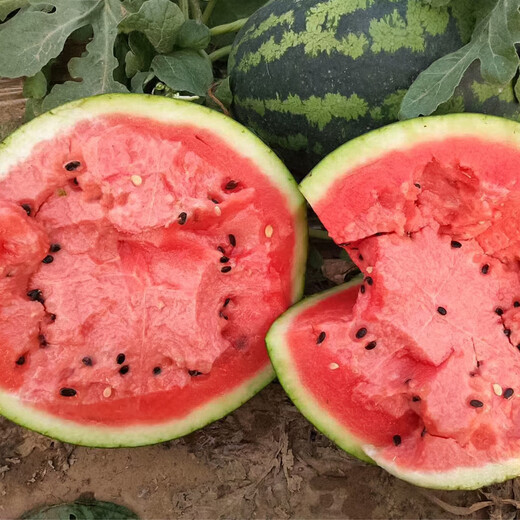 Shouhe Thin-skinned Sweet Watermelon Seeds Autumn Fruit Seeds Weiyu Shouyi Sweet King Watermelon Seeds 30 pieces * 2 bags