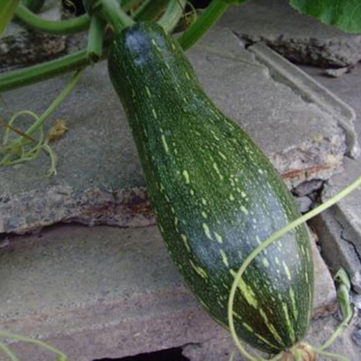 Early-maturing, tender and secret pumpkin seeds, tender pumpkin seeds, long vine-eating small pumpkins, early-maturing spring garden vegetable larvae, original quality products, buy 1+1 and get 2 packs ++