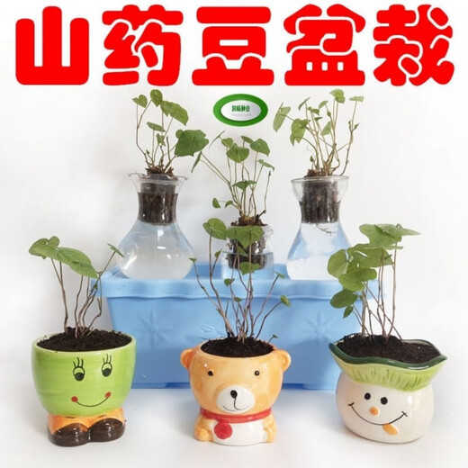 Authentic Iron Bar Yam Bean Seed Farmer Huaiyam Seedlings Yam Mouth Germinated Yam Bean Nursery Potted Plant Germination Grain (500) Authentic Iron Bar Yam Bean