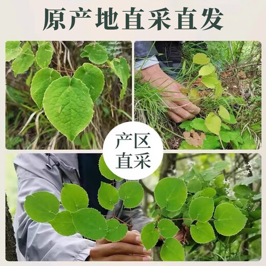 
Genuine wild Gansu epimedium Chinese medicinal materials, small leaf epimedium leaves, soaked in wine, tea, water and drink nourishing nutrition Gansu wild small leaf epimedium 500g