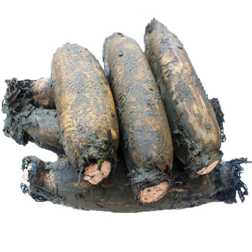 Jingmi Hubei green mud lotus root with mud to lock in freshness. Net weight 3Jin Jin is equal to 0.5kg. Selected middle section. Excellent for soup. Straight from the source.