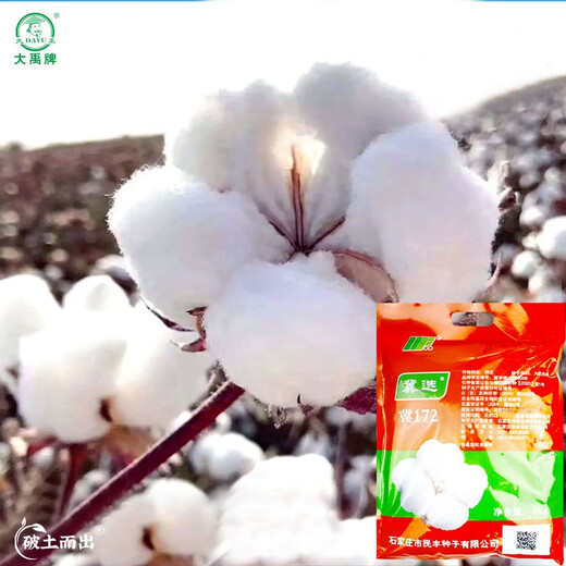Dayu cotton seed production is high, Shandong frost-resistant and cold-resistant cotton seed field planting wholesale Minfengji 172 cotton seed 1000g 10 bags