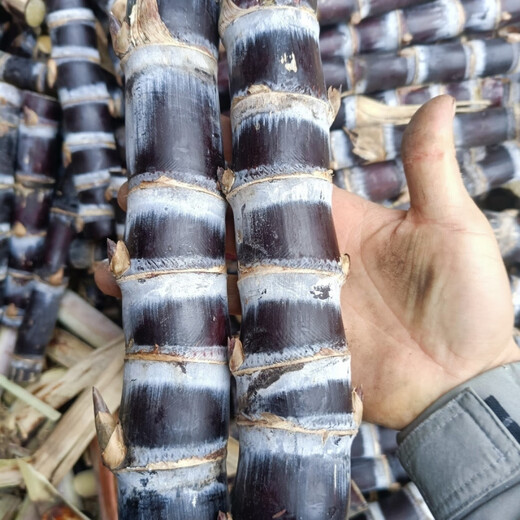 Authentic Guangxi black-skinned sugarcane seedlings, middle-section sugarcane seeds, sugarcane spores, full sugarcane tips, 100 black-skinned sugarcane seedlings
