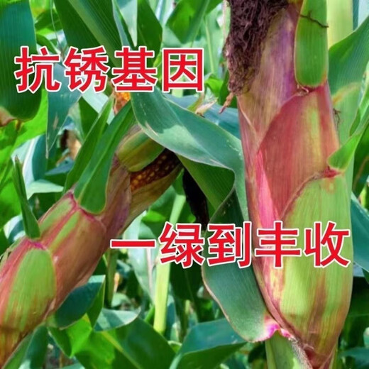 New species double national review original Zhongkeyu 505 corn seeds are resistant to lodging and insects. It is good to sow low-stem big stick seeds in spring and summer. New species original Zhongkeyu 505 4200 grains x1-pack