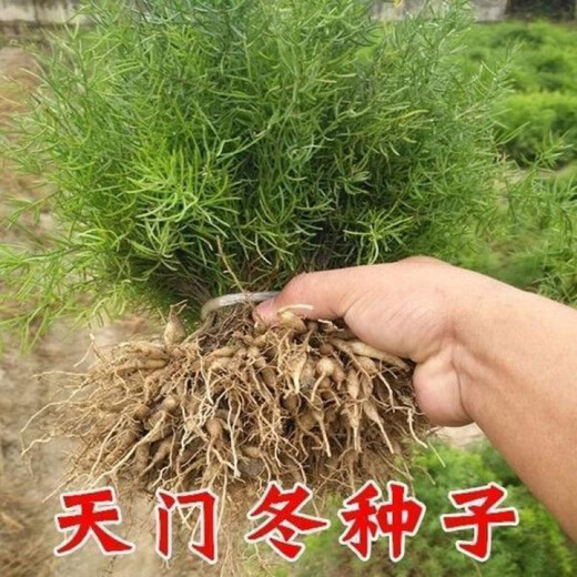 Authentic Asparagus seeds Yunnan Asparagus seeds seedlings Asparagus seeds Asparagus seeds Asparagus Chinese medicinal seeds Asparagus seeds trial 100 capsules