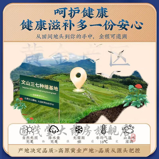Peking Tongrentang Panax Notoginseng Pulver National Medizin Medizinische Heilmaterialien Authentische Panax Notoging Pulver Chinesische Heilmaterialien 20 Köpfe Yunnan Wenshan Superfine rein