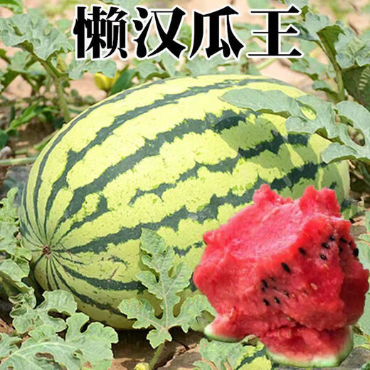 Lazy Man Watermelon, early maturing, stable yield, heat-resistant and drought-resistant, crispy and sweet, open-air garden courtyard original easy-to-grow melon seeds, Original Lazy Man Watermelon 100 capsules