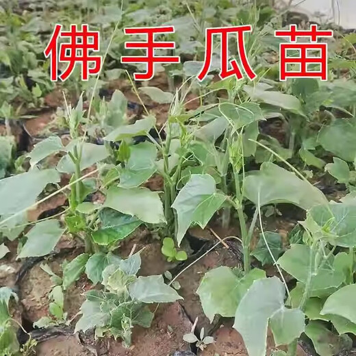 Chayote seedlings, seedlings with roots, seeds, larvae seedlings, melon seedlings, handrail melon planting seedlings, 6 chayote seedlings