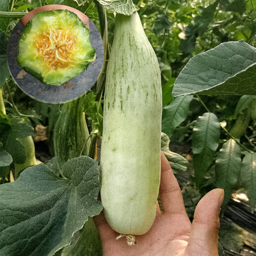 Shouhe Shandong croissant honey seed seedlings winter and spring melon muskmelon seeds Weiyu Shouting No. 9 crocus honey seeds 200 capsules