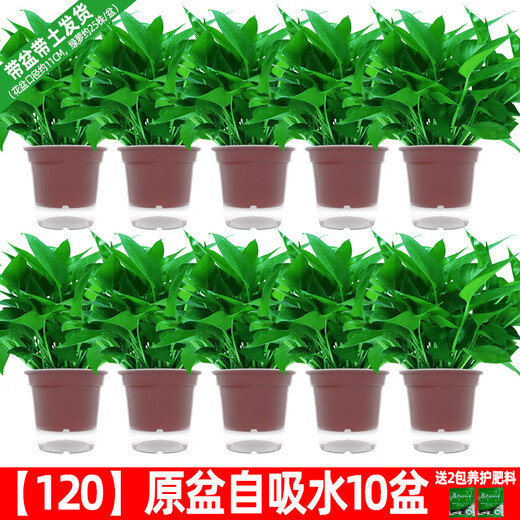 Green intentional potted potted indoor plants, flowers, green plants, hydroponics, long vines, hanging large-leaf green baskets for new homes, formaldehyde removal for new homes, 120 original pots for water storage, 10 pots + pot + 10 fertilizer, shipped with pots and soil