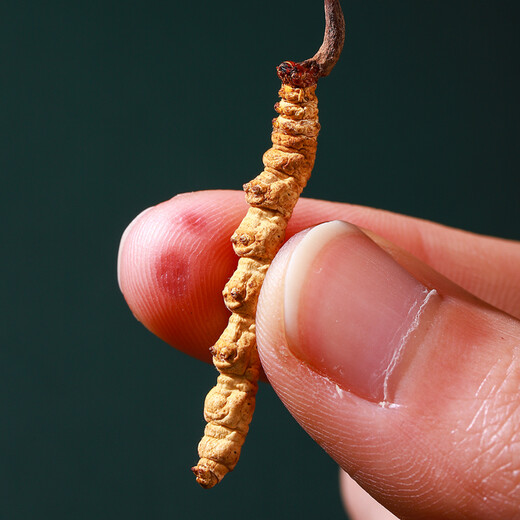 Cordyceps de Mountain Cordyceps Sinensis sélectionné de haute qualité, propre et lyophilisé Cordyceps dodyceps et ininterrompu Boîte-cadeau du Nouvel An 3-5 pièces / gramme