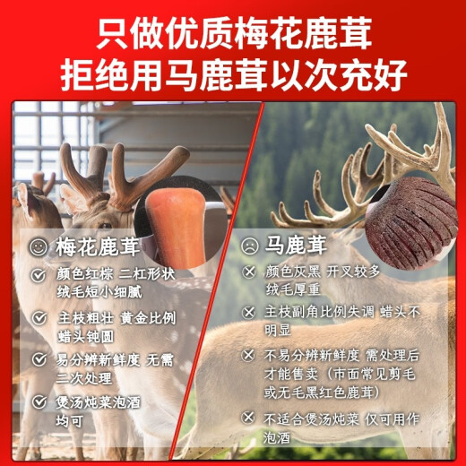 [New antler of the season] Yongcheng brand fresh sika deer antler pruned and can be sliced ​​2023 freshly cut high-quality first-crop two-bar blood soaked wine with Chinese herbal medicine gift box [100g] cut into the middle section of deer antler with knife