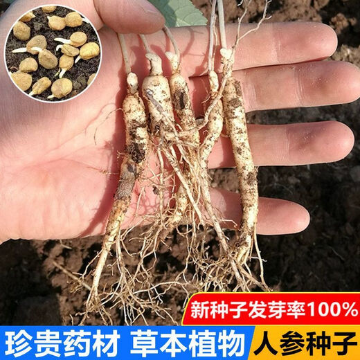 Changbai Mountain ginseng seeds, wild ginseng seeds, easy to grow Chinese medicinal materials in all seasons, easy to live indoor flower pots, ginseng seeds, shipped without buds, big sale, 3 bags selected, about 156 capsules