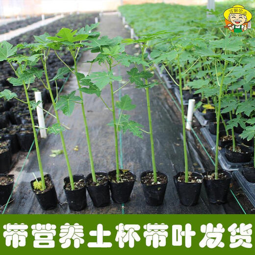 Dwarf papaya seedlings, fruit papayas, red-fleshed papaya seedlings, large green papaya seedlings that bear fruit in four seasons, potted courtyards, 2 dwarf papaya seedlings (10 cm high), free reissue after receiving dead seedlings (with cups and leaves)