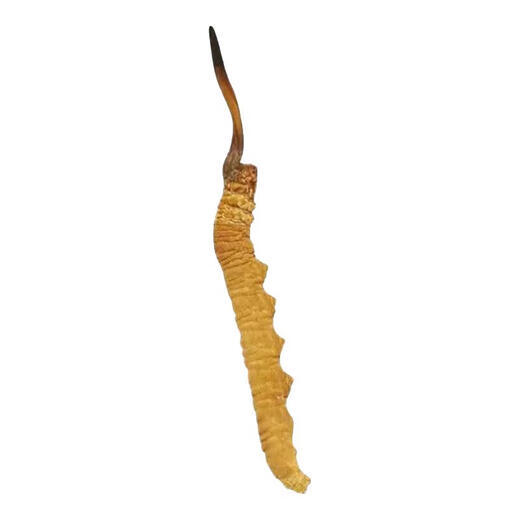 Gift box Cordyceps sinensis gift box Cordyceps 2 1 gram dry goods Cordyceps gift nourishing quality gift box pack Nagqu king-level cordyceps 50 pieces pack 3 1 gram