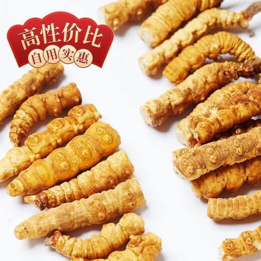 Cordyceps sinensis gebrochenes Gras hohe Höhe feine Cordyceps sinensis cordyceps sinensis cordyceps cordyceps nahrhaft und gesundheitsfördernd. Kaufen Sie immer mehr. Ganzi Big Broken Gras 10 Gramm Pack (1 Gramm kostenlos 11 Gramm)