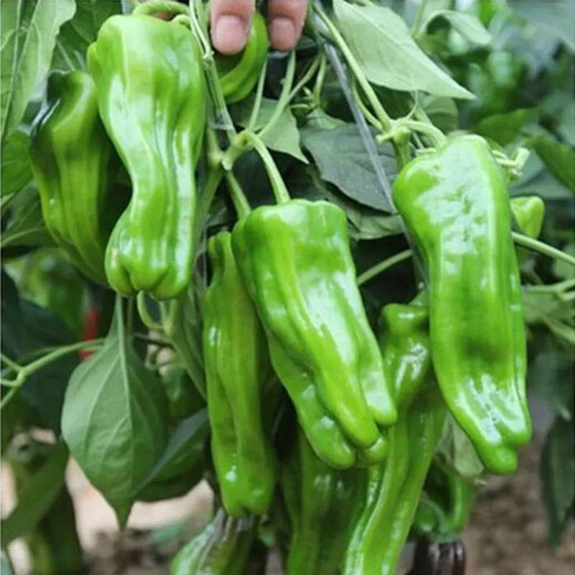 Thin-skinned green pepper seeds, early-maturing Zoupe-skinned green pepper seeds, a complete list of pepper seeds that can be grown in pots on the patio, terrace, and balcony. Thin-skinned green pepper seeds, 2 packs, about 100 capsules.
